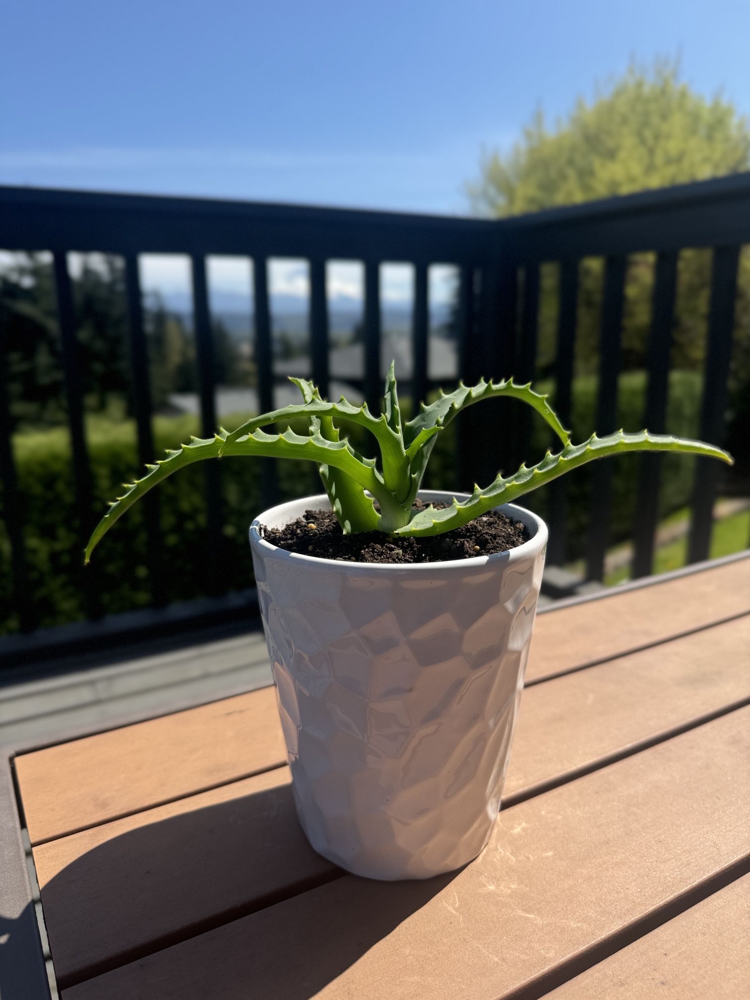 VERY HEALTHY ALOE VERA PLANT! 