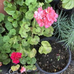 Planta Con Flor