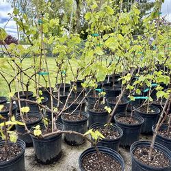 White Seedless Grape!!!