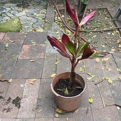 Hawaiian T Plant