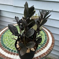 Healthy Black ZZ PLANT 🪴 - Black Rare Variety