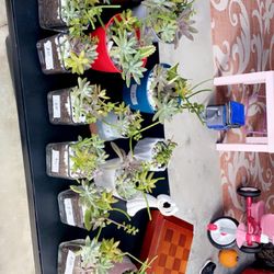 Beautiful Succulent Arrangements