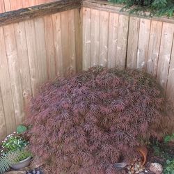 Japanese maple tree