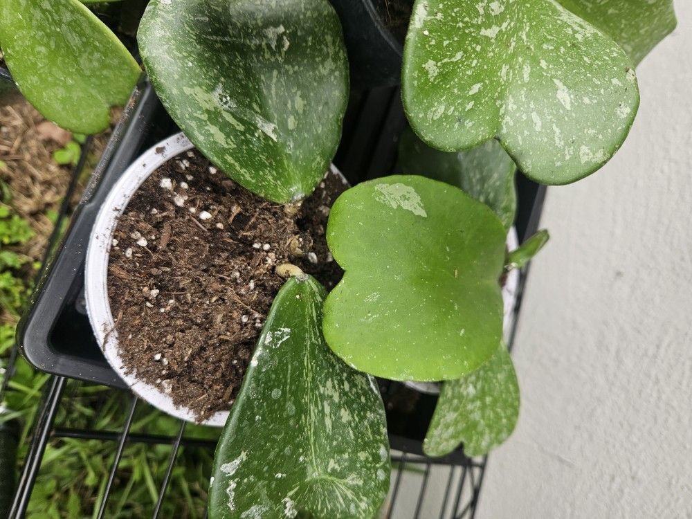 Hoya Kerrii Splash 