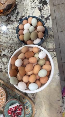 Fresh Eggs