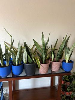 Snake plant 15 each