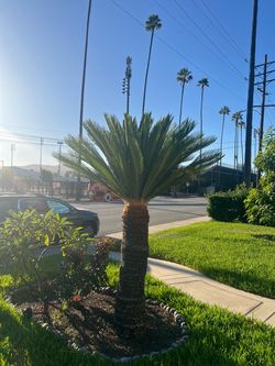 7’ sago palm