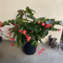 Begonia Dragon Outdoor Shade Plant, In 2 Gallons Pot Pick Up Only