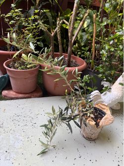 Olive tree