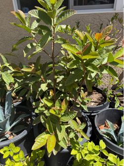 Guava tree