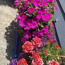 Sale  Plants in Large  Pot Beautiful And Healthy Huge Sale!!!🔥🌺