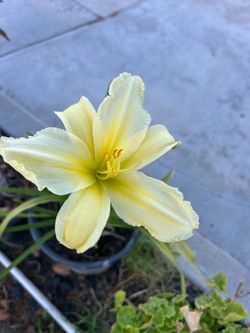 Day Lily