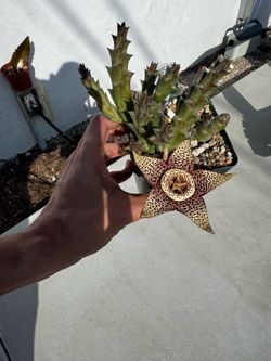orbea variegata