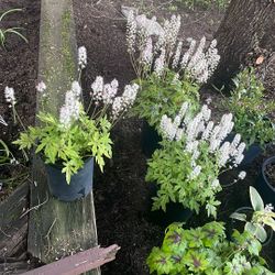 Tiarella Plant