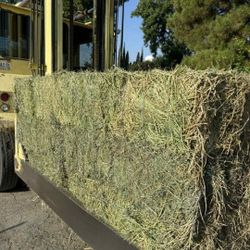 Alfalfa, Orchard Grass Mix