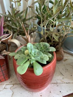 Red color brondnew pit has scullents