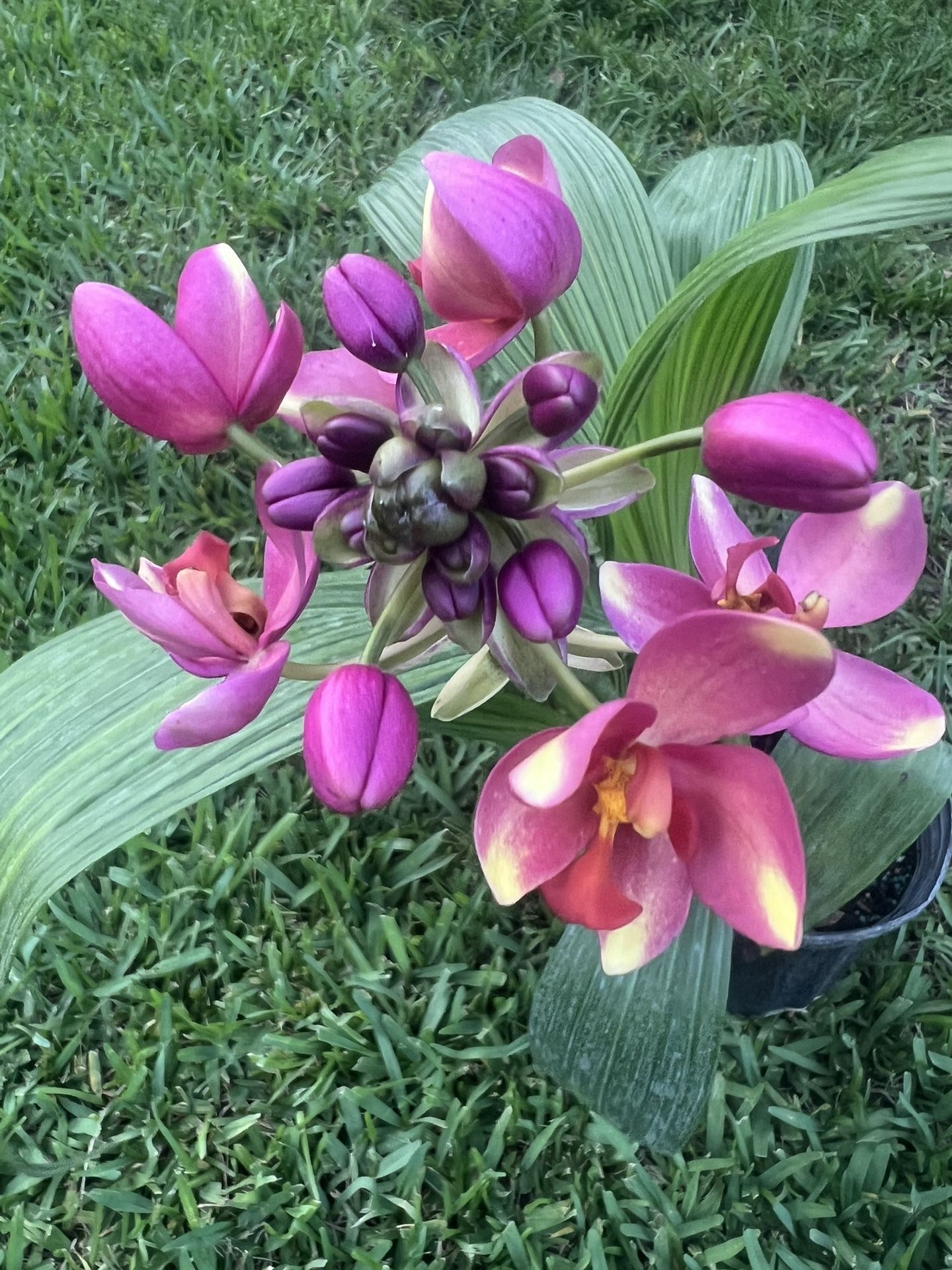 GROUND ORCHIDS ( 1 Gallon Pot) Eye Catching