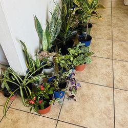 Plants For Sale 10 Each 
