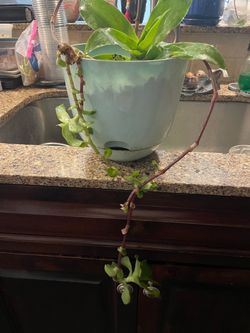 Basket plant