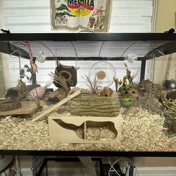 Mice Enclosure with all accessories (hides, wheel, food, treats, bedding) included