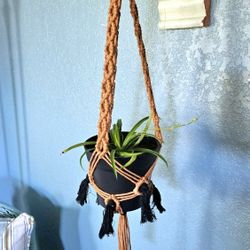 Home Grown Spider Plant In Black Plastic Flower Pot With Handmade Macrame Hanger