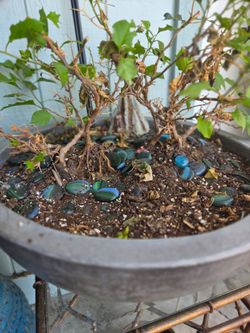 Tree in Round Gray Pot