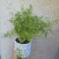 Sparagus Plant/ Planta Espárrago 
