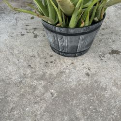 Plant aloe vera In A Pot