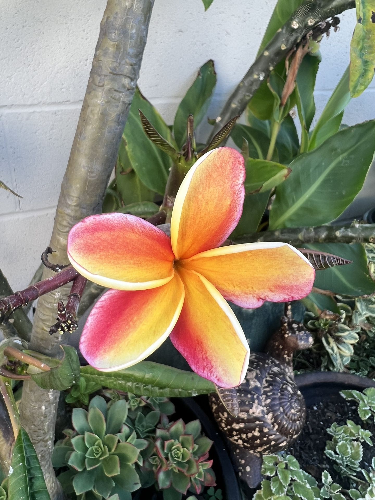 Plumeria Cutting 