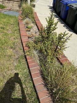 FREE succulents/bushes/plants