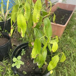 Mango Plant 
