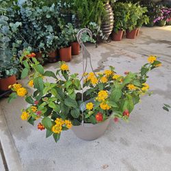Yellow Lantana Beautiful And Healthy HANGING BASKETS PLANTS ARRIVED. $15 each