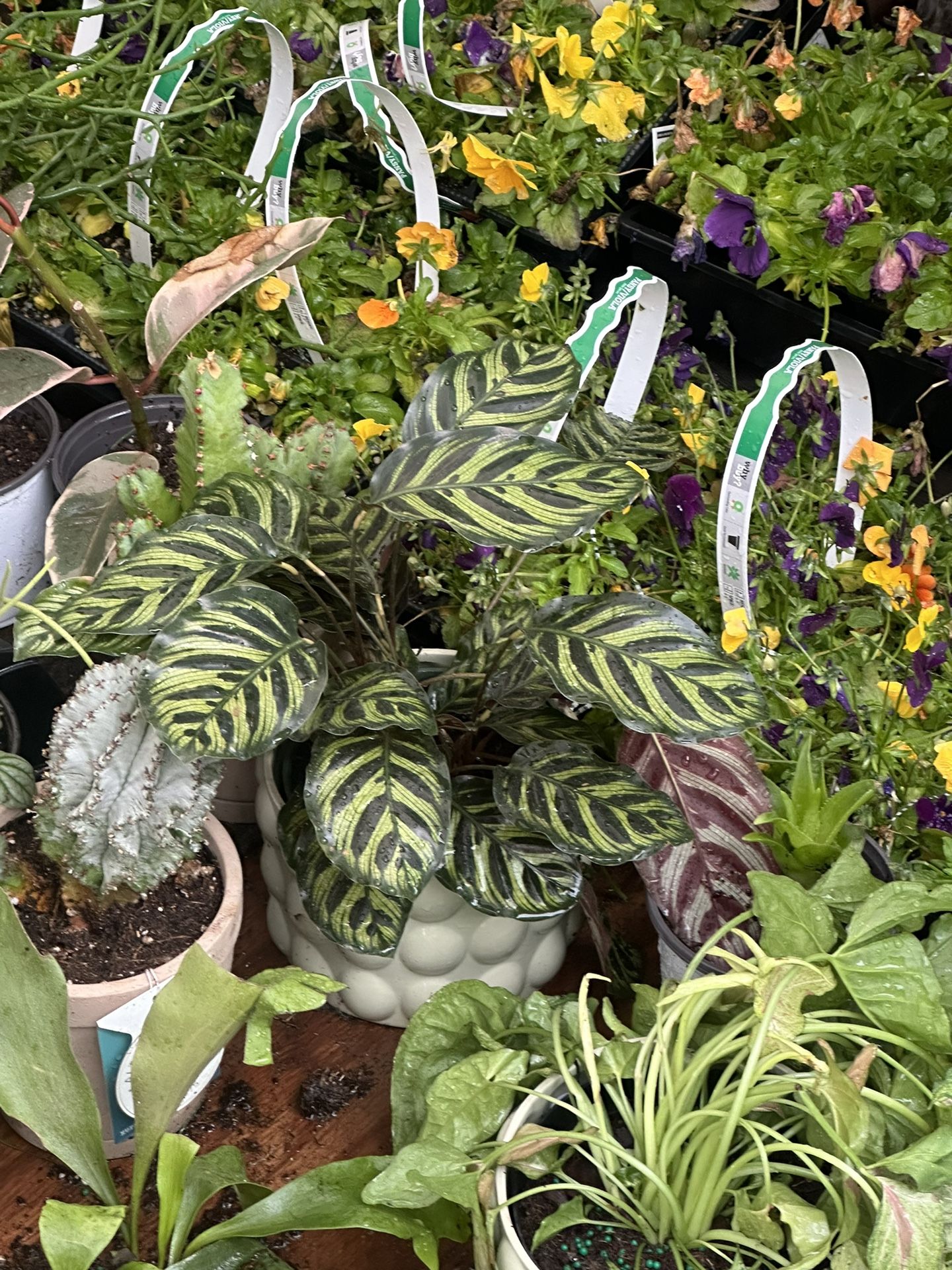 Indoor,outdoor,cactus,succulents All Available