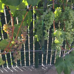 Grape And Fig Plants
