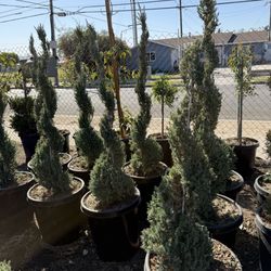 Spiral Juniper 15 Gal 