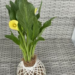 Kokedama ☀️