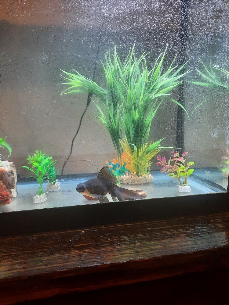 50 Gallon Fish Tank/terrarium With Solid Wooden Stand