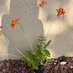 Orchids Plants In A 1/2 Pot Flower Color Orange 