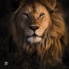 LIONESS