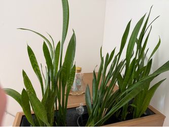 House Plants & Bamboo