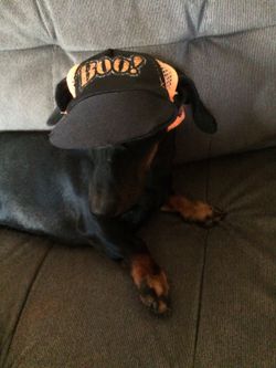 Cute Halloween doggie cap hat