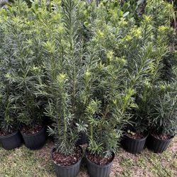 PODOCARPUS PLANT (Amazing Hedging, Privacy, Garden Back drop etc.) 