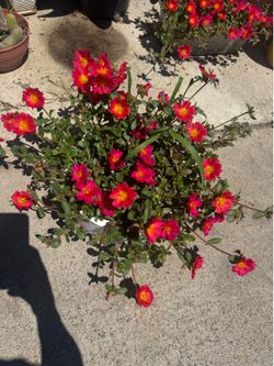 Big moss rose