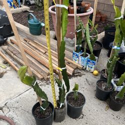 Dragon Fruit