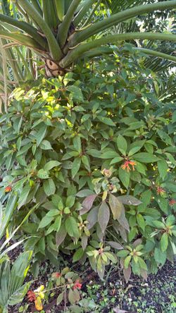 Fire bush Plants/trees