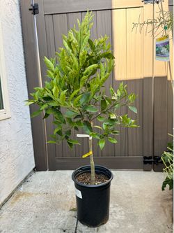 Cara Cara orange tree