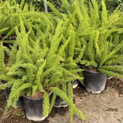 Asparagus 5 Gal Plants 