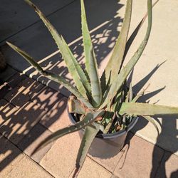 Aloe Vera Plant 5 Gallon