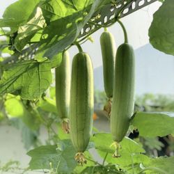 3x Luffa Mellon Seedling Plants Producing Hundreds Of Fruits Free Black Eyed Susan Plant 