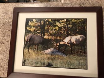 Framed Elk Photo